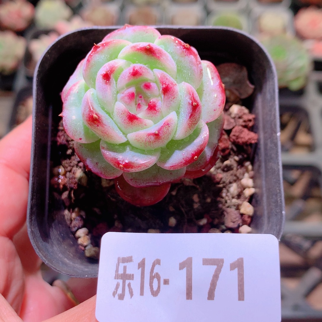 乐然16-171 天鹅绒 