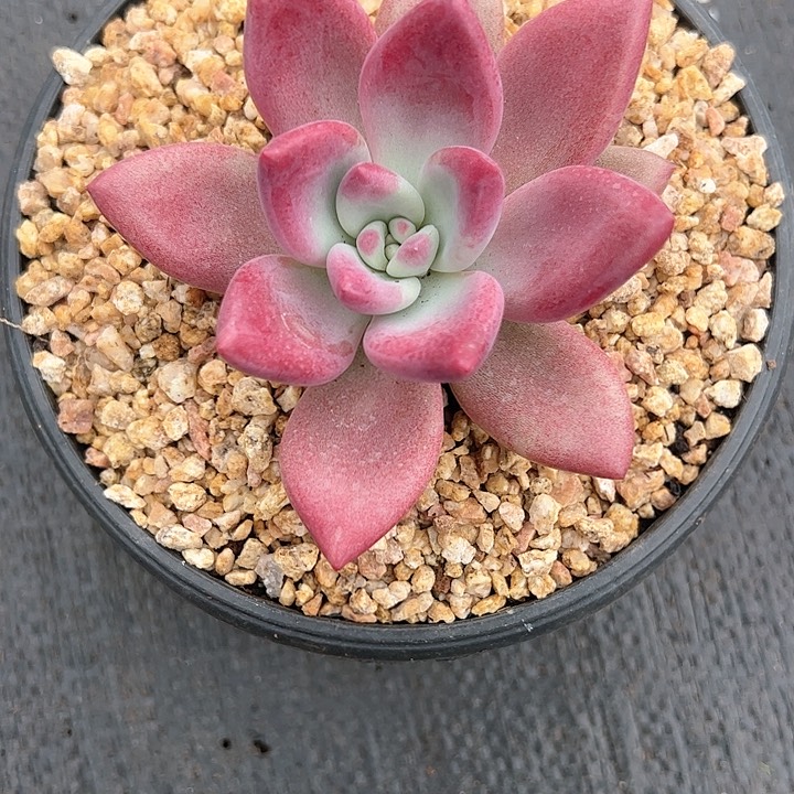 【闪购商品】赫芬弹头