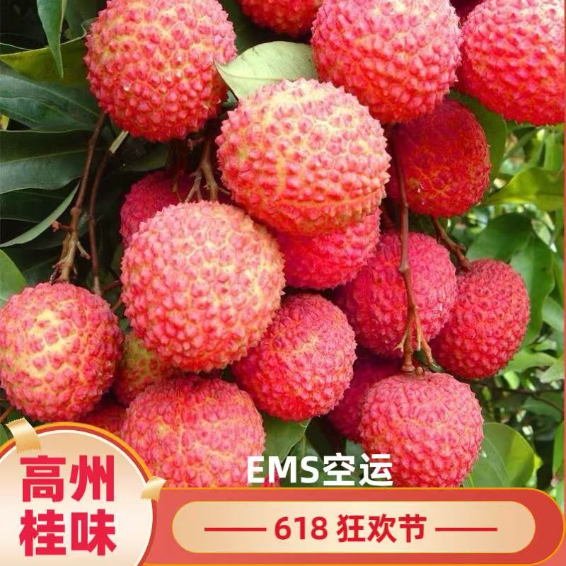高州老树桂味荔枝新鲜采摘产地空运直达甜而不腻有桂花香