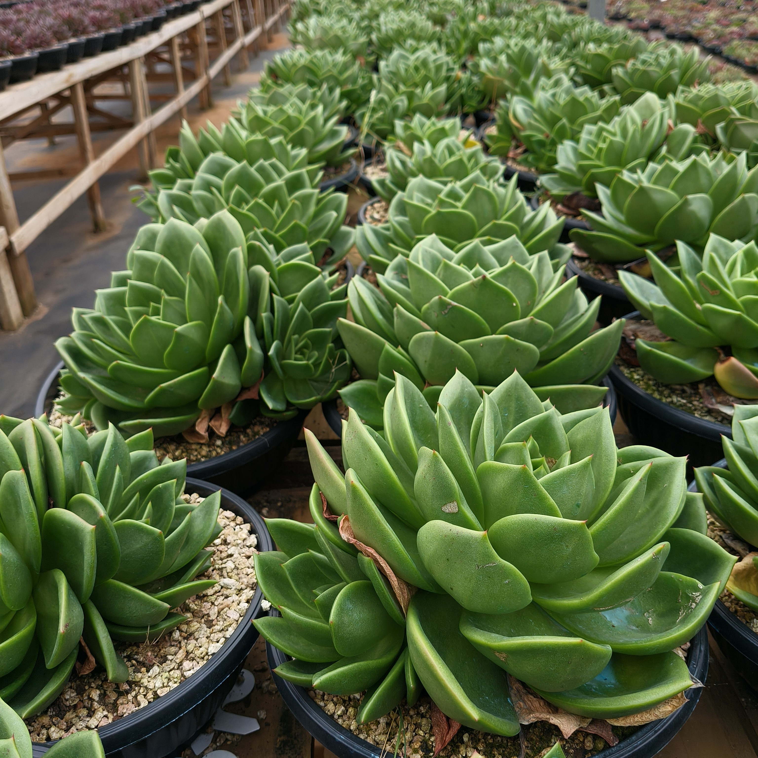 大翠花280盆群生单头随机发保底20公分以上