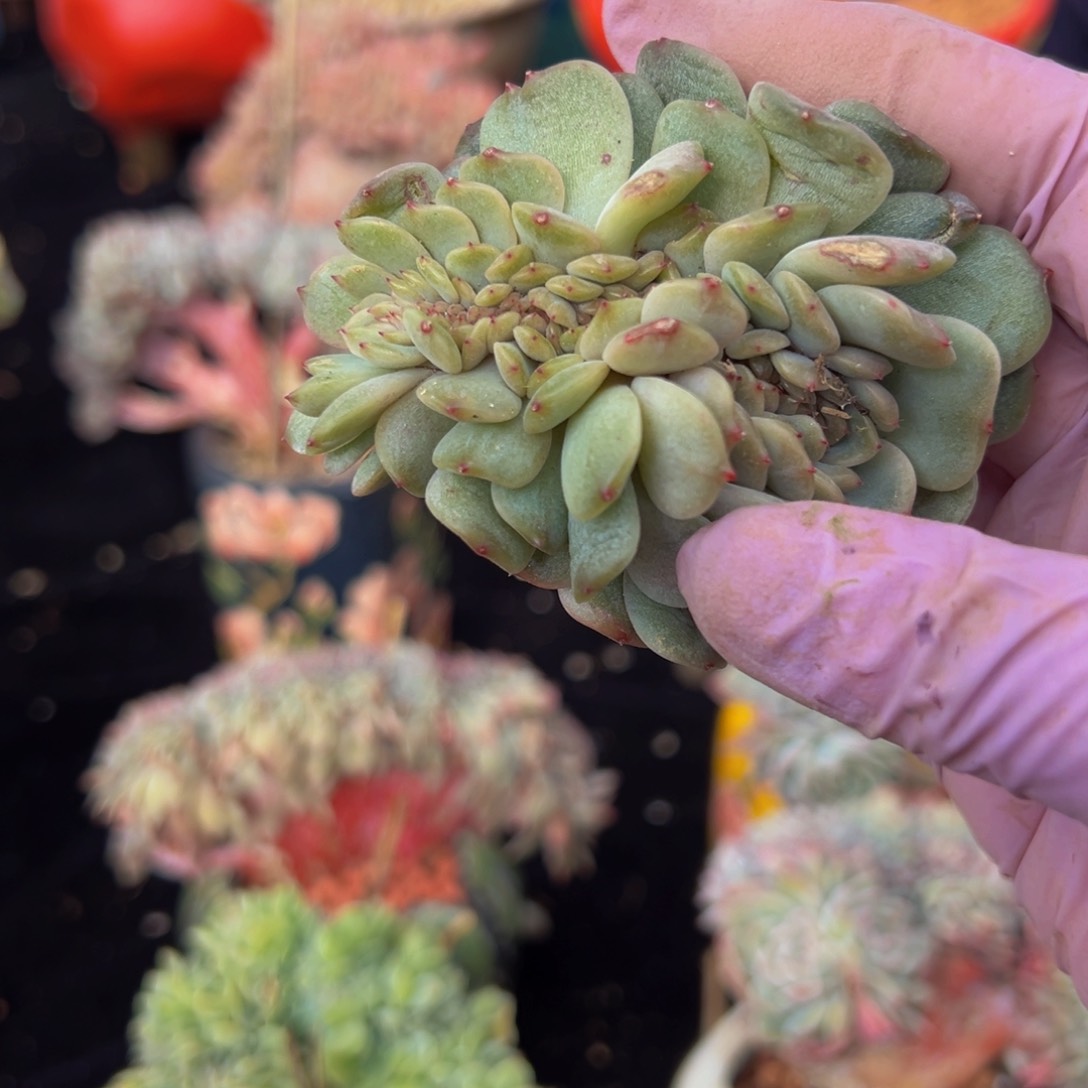 红恋缀 新年快乐 新年快乐