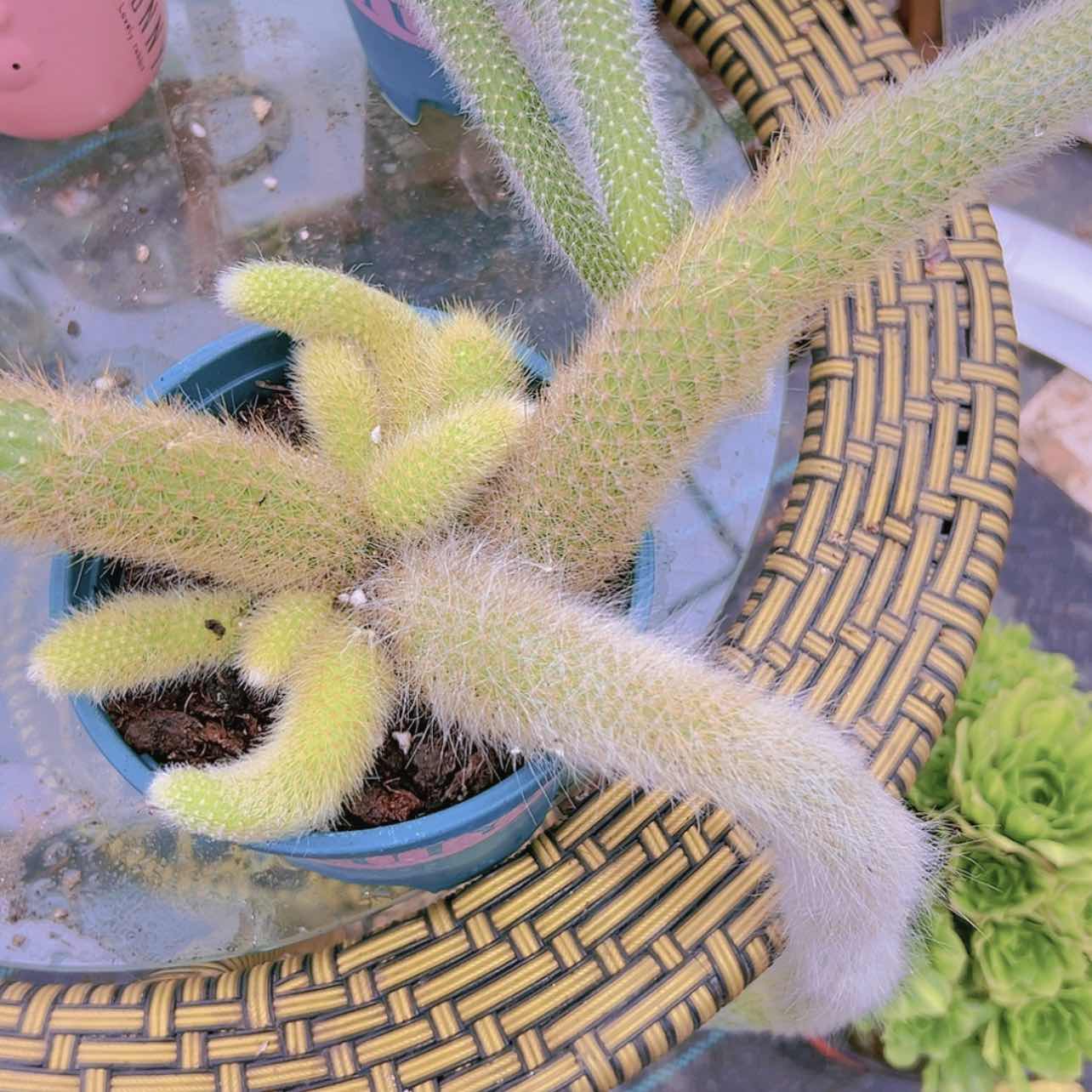 【闪购商品】大群无砍九尾狐16.8