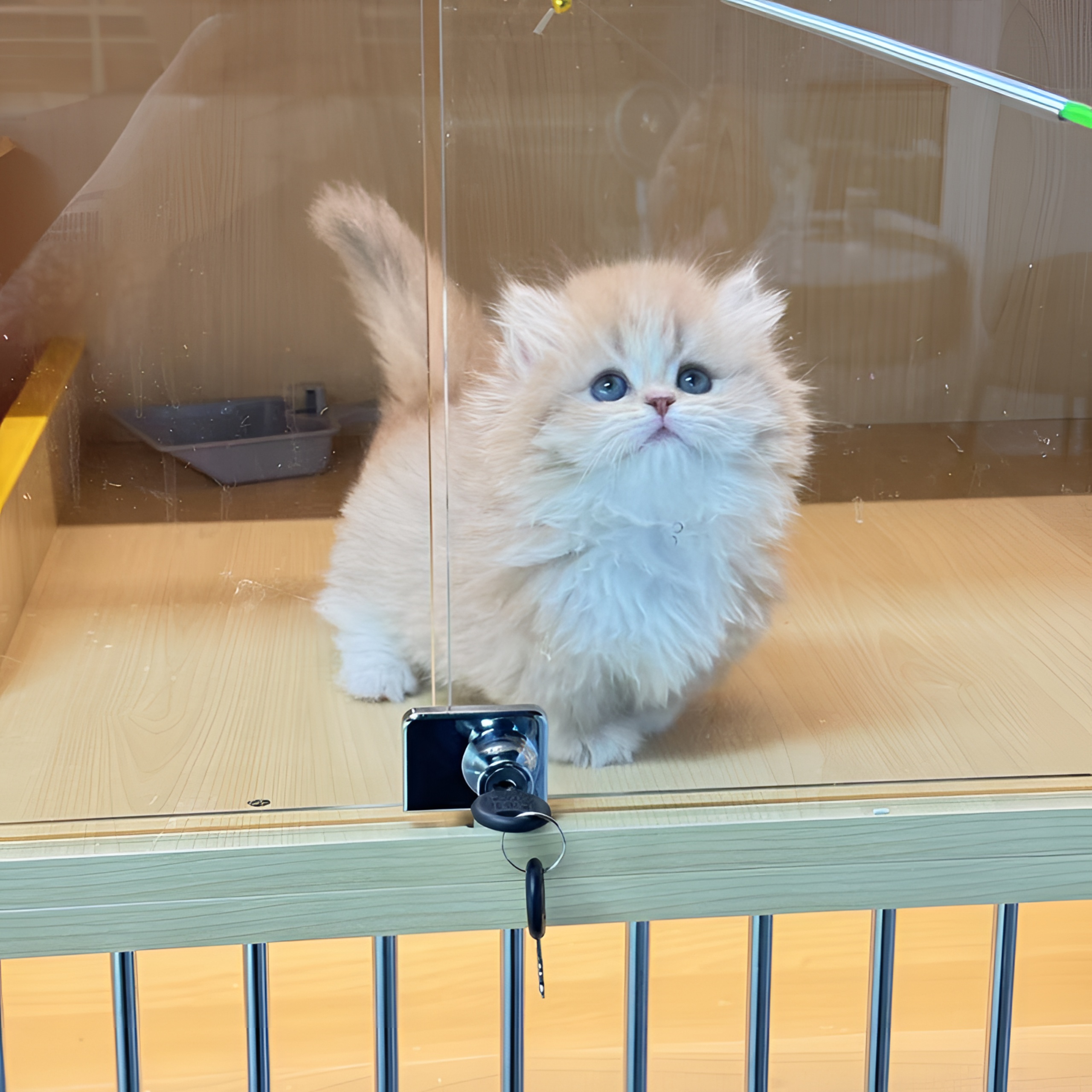 小凯说猫活体全款链接