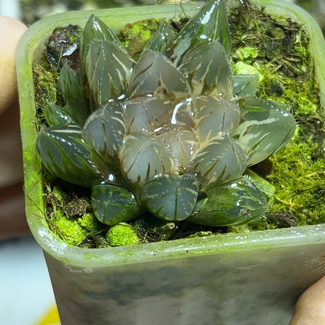 十二卷多肉植物1833望舒