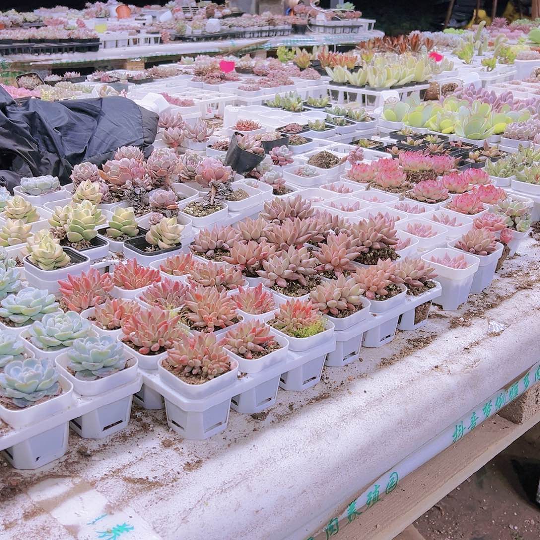 链接满19包邮多肉多肉运费