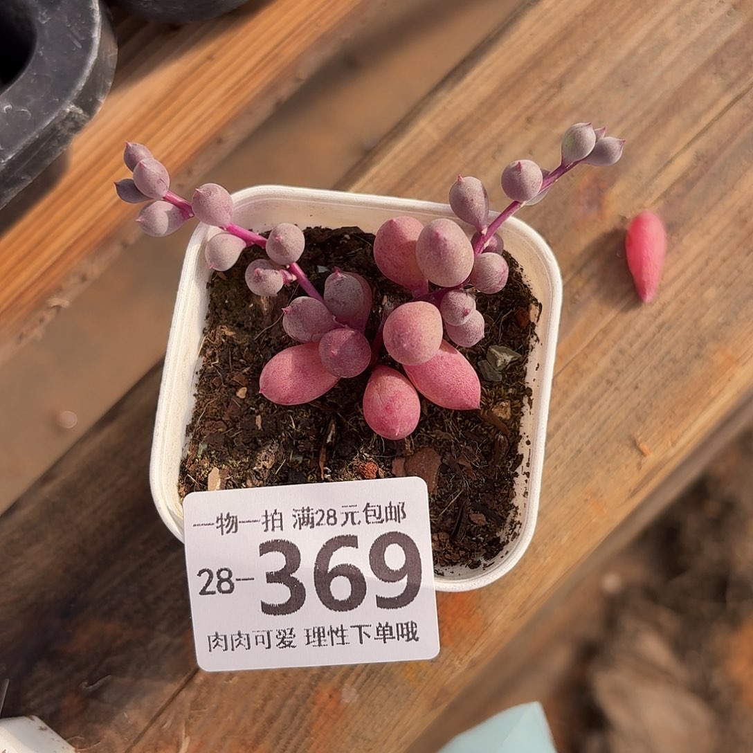 紫泡泡无盆土发货无