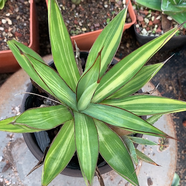 多肉植物龙雷稿班拉丝锦