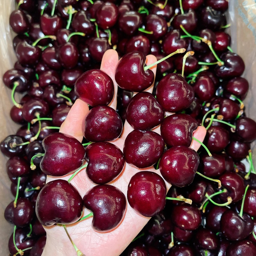 【海运】车厘子2J<5斤装>桑提娜樱桃布基纳法索