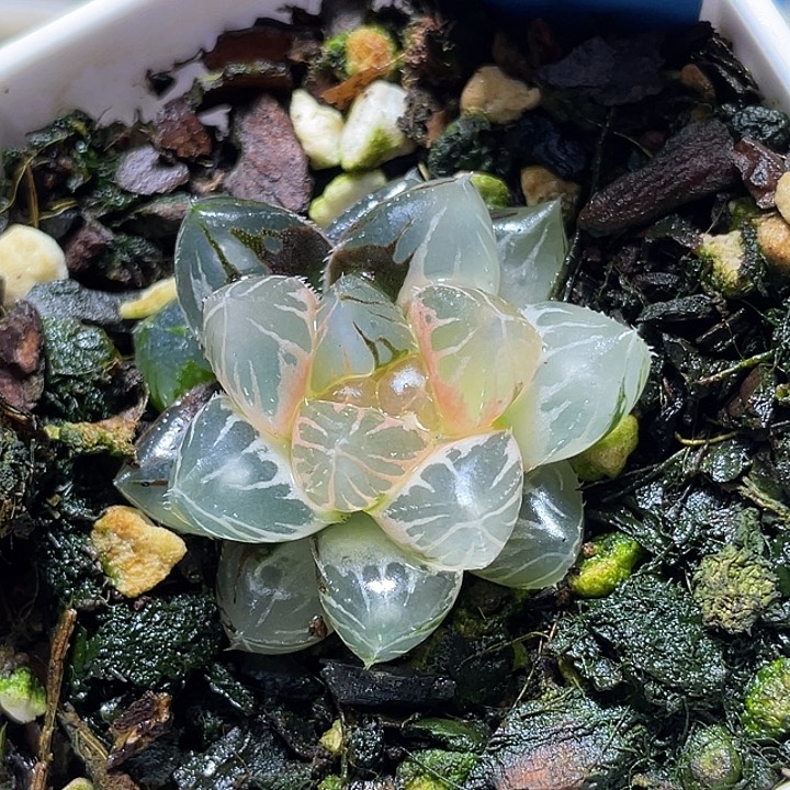 641糊斑龙爪锦特选福利