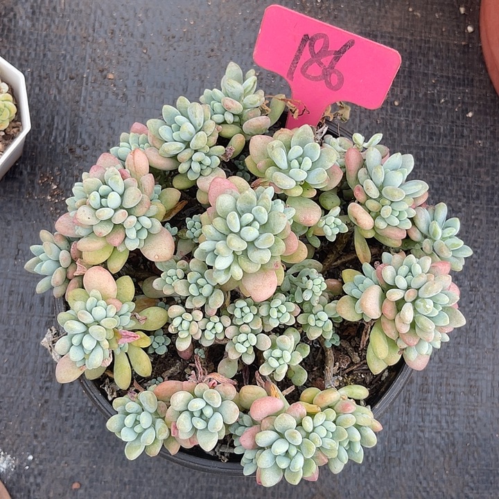 晨语多肉，一物一拍洛可可186