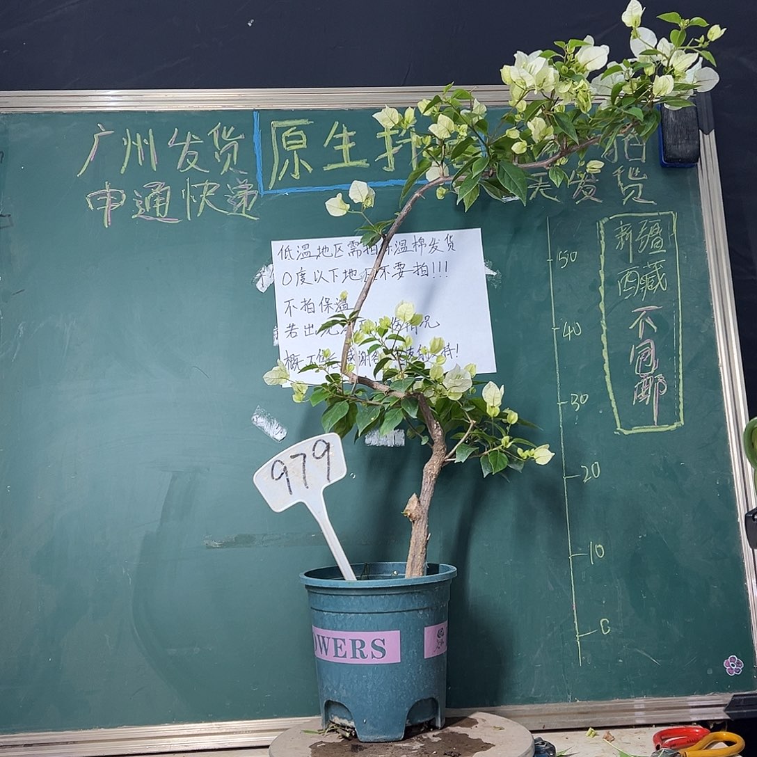 完全开放 70CM高 漳红樱 原生小树头 979