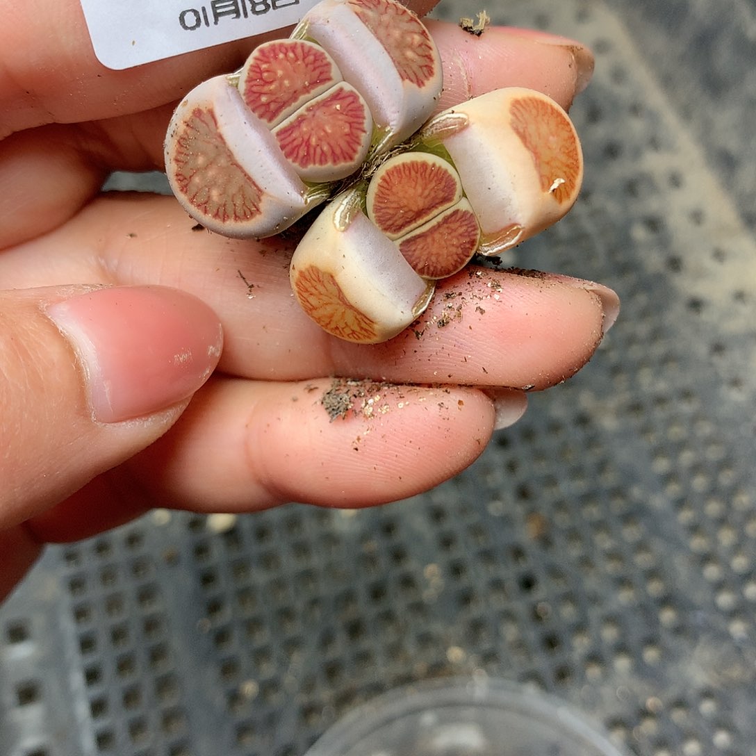 C693多肉植物保护研究所