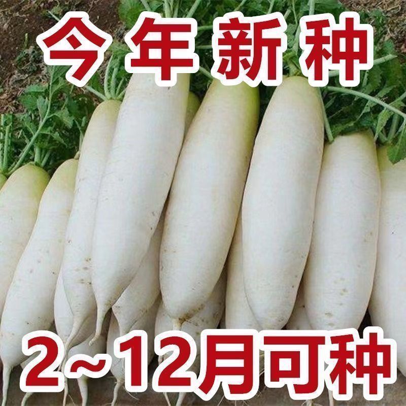 【任意拍满5包包邮】甜脆可口白萝卜白玉萝卜种子炒菜炖汤腌制蔬菜