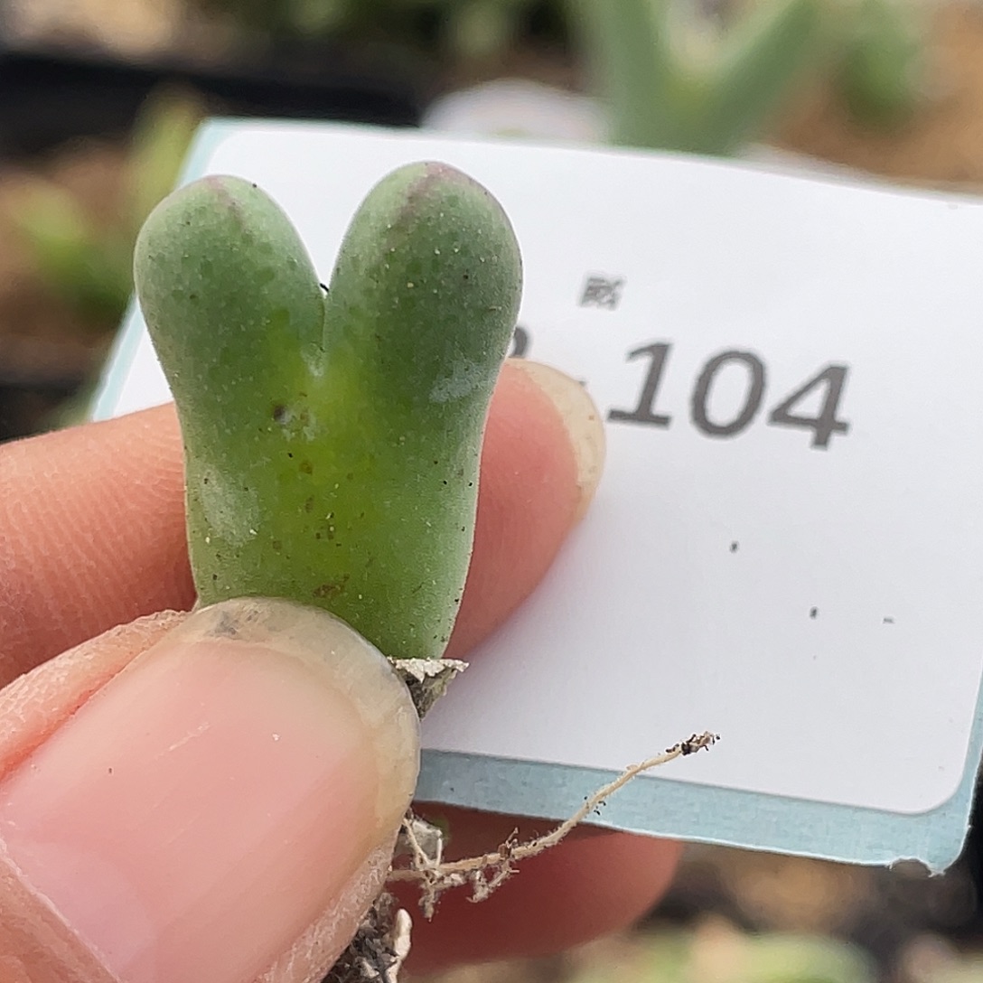 3-104猪蹄多肉植物