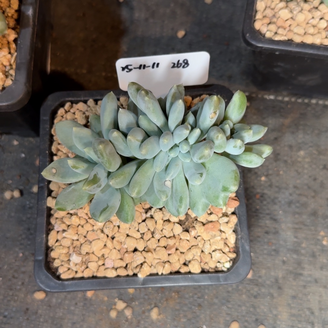 一物一拍双十一场黄胖体哥特萝莉群268