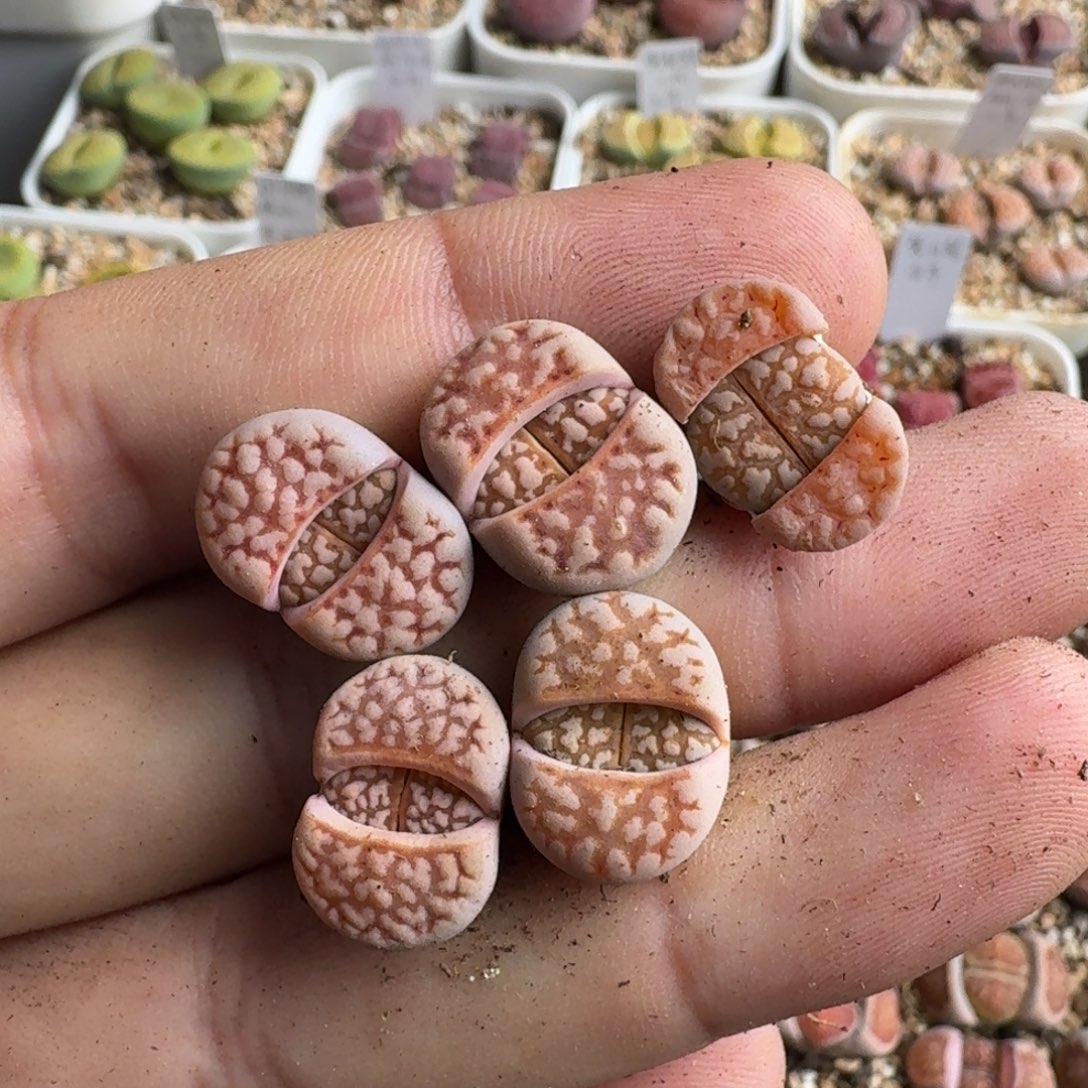 J944粉爪寿丽二代三年