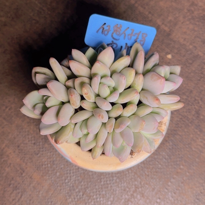 仔**妈仔爸仔妈寄养111111111