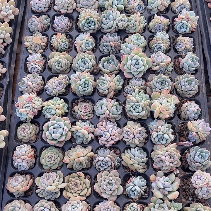直播福利一物一拍362