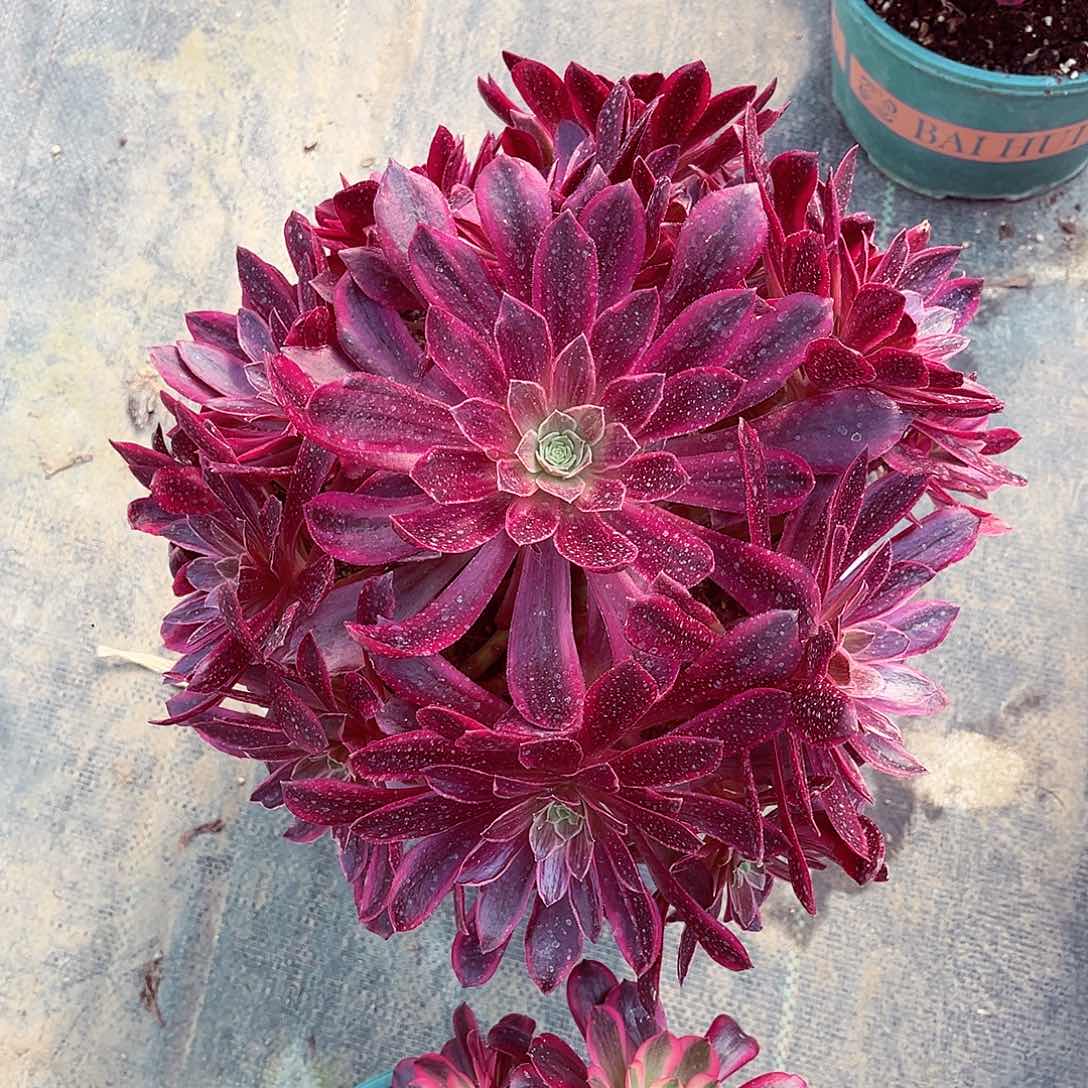 法师多肉植物金丝雀