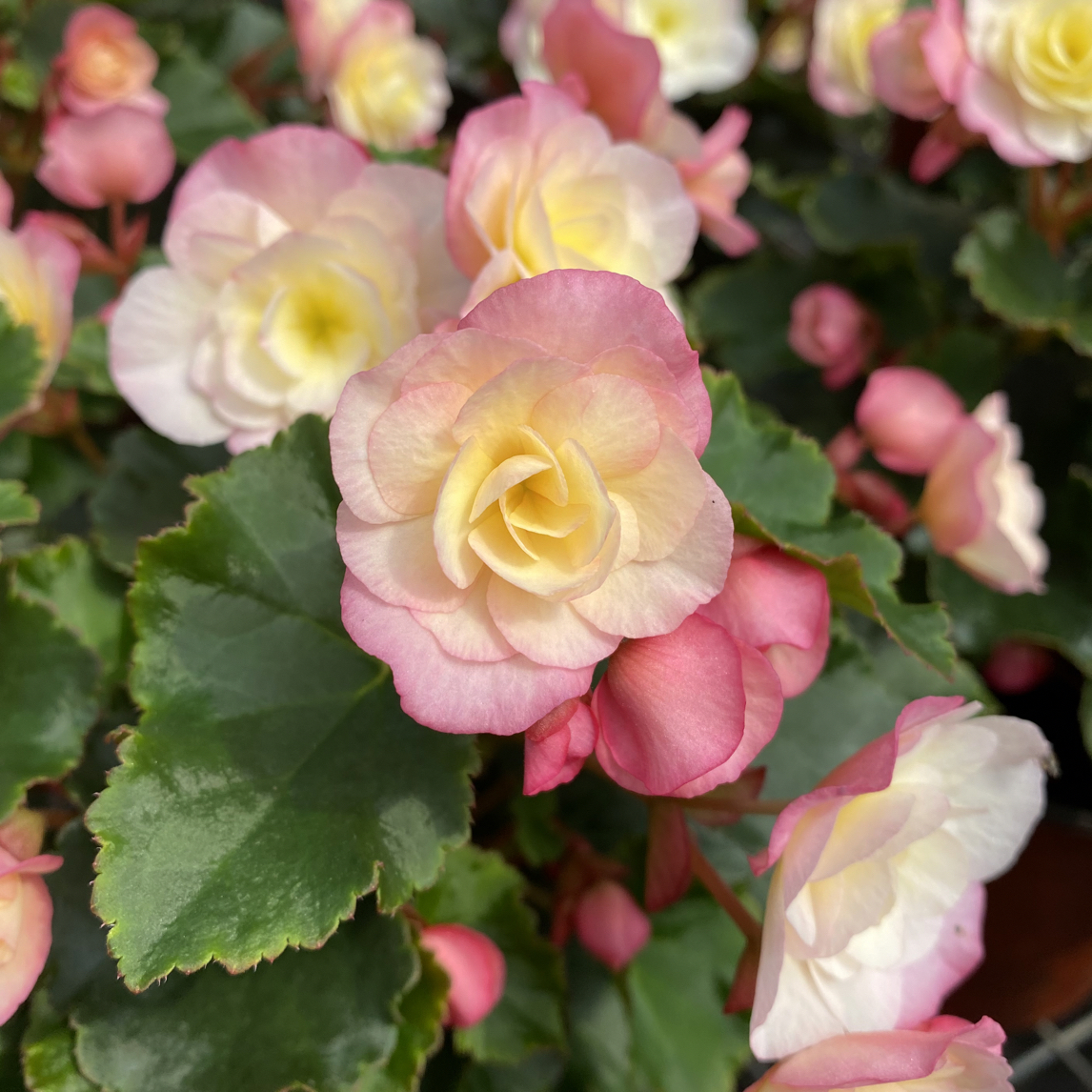 【浪漫女神】大颗精品母本新品垂吊海棠，介意花损勿拍！