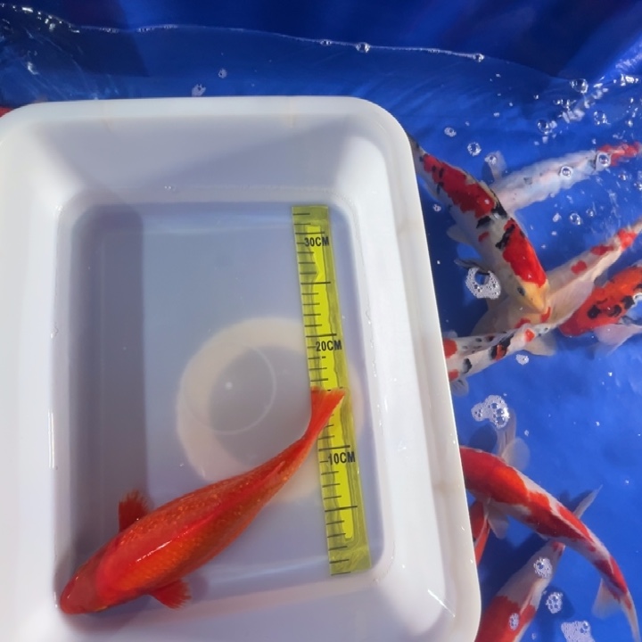 锦鲤锦鲤红白火鲤胖