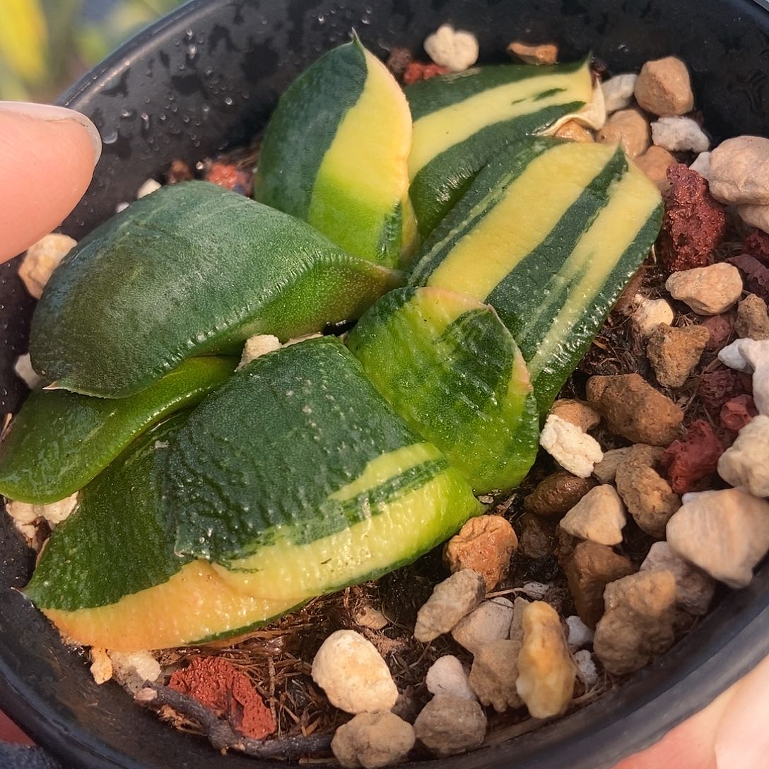 938卧牛实生锦带盆发货