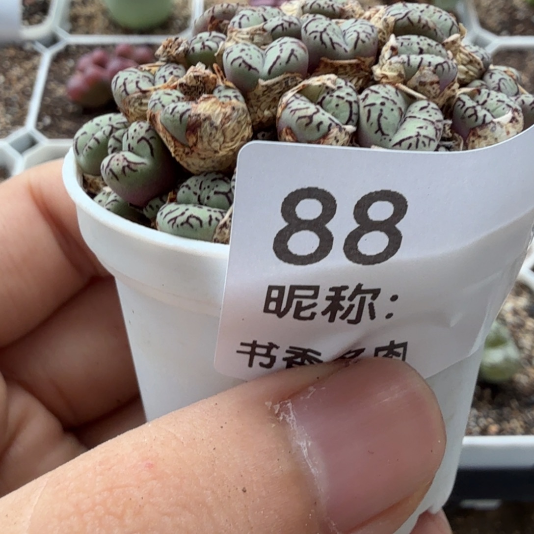 多肉植物。          