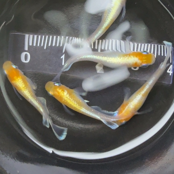 青鳉鱼红白赤壁23号