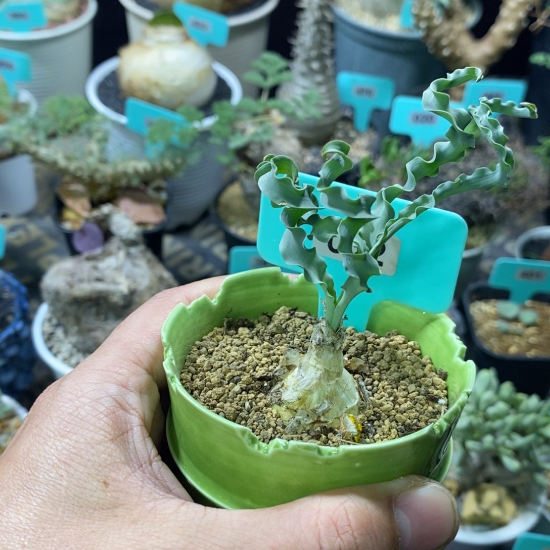 Dc弹簧草产地多肉植物