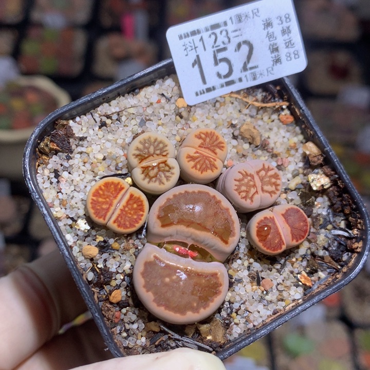 精品生石花123.152