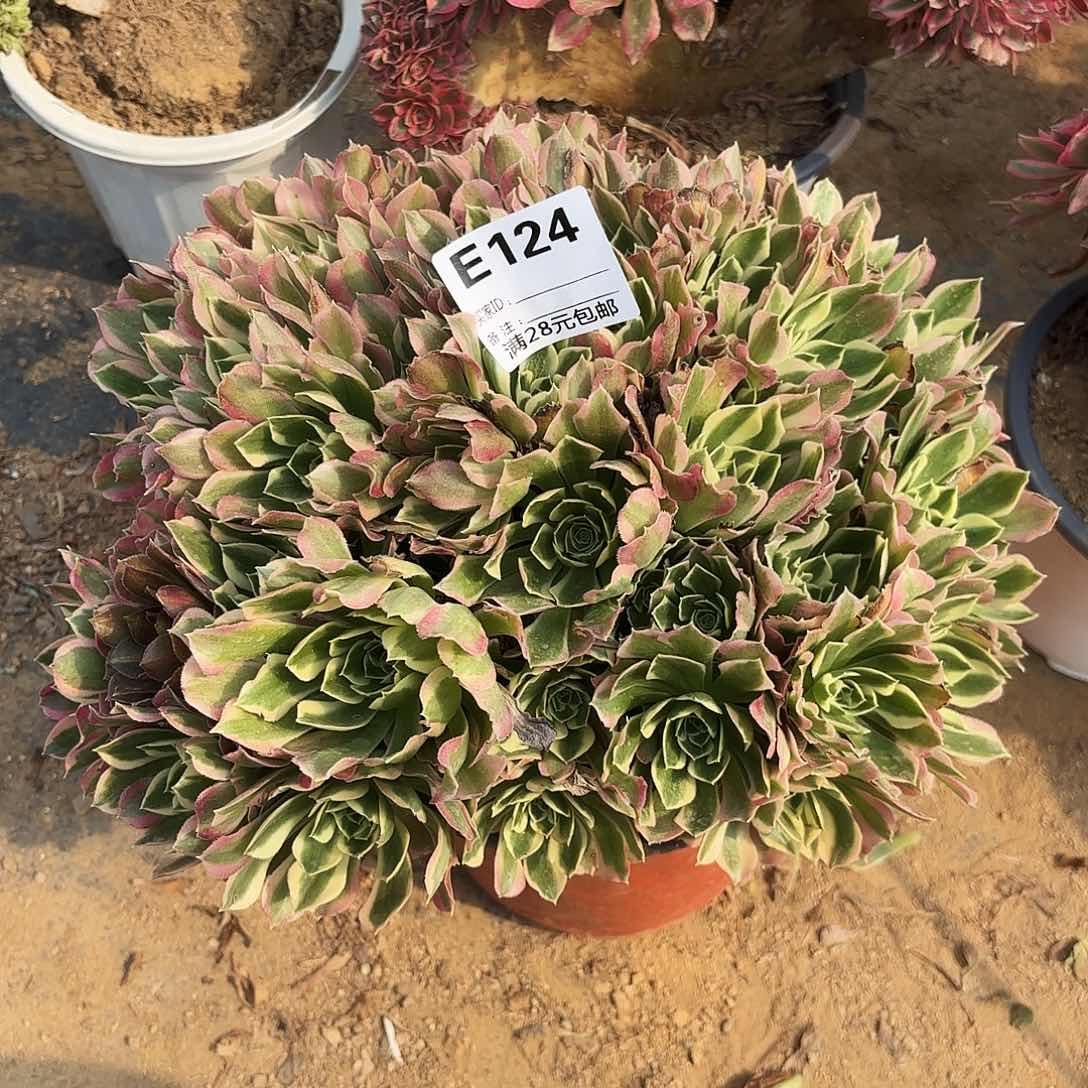 124白凤多肉植物朵朵