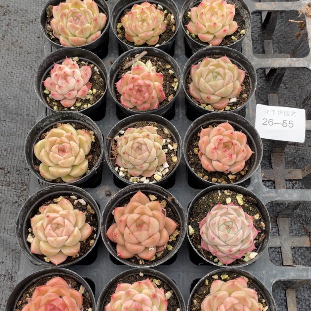 一物一拍18颗26-55