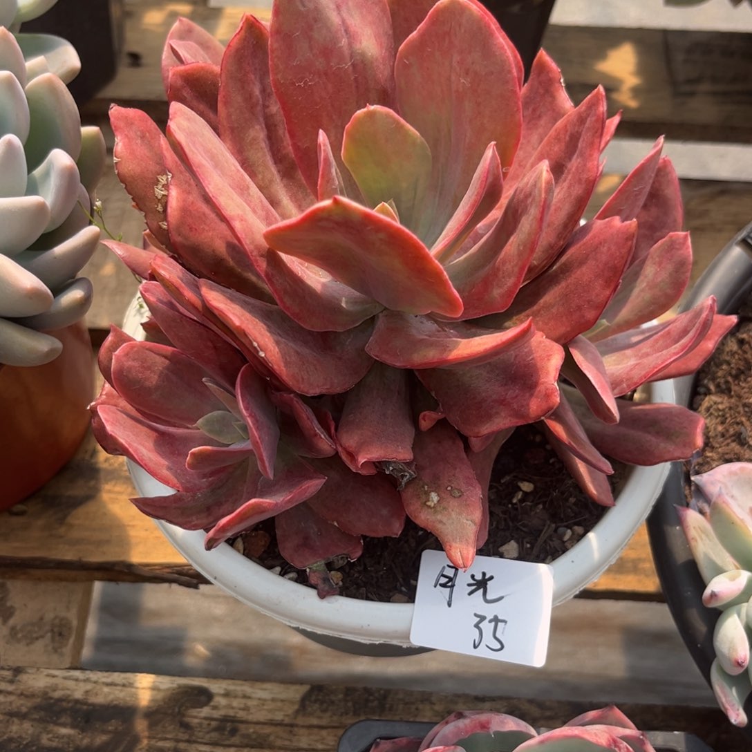 月*砖石锦多肉植物