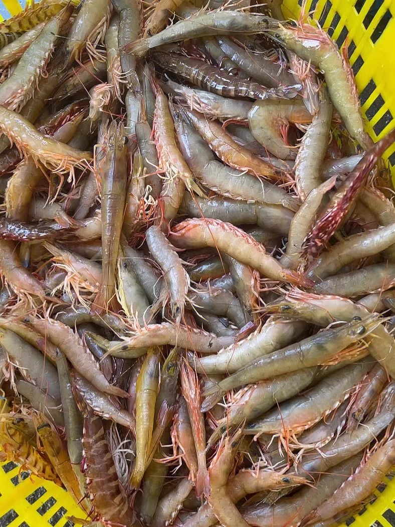 3斤麻虾中虾剑虾沙卢虾 纯天然海虾1斤/盒 新鲜速冻