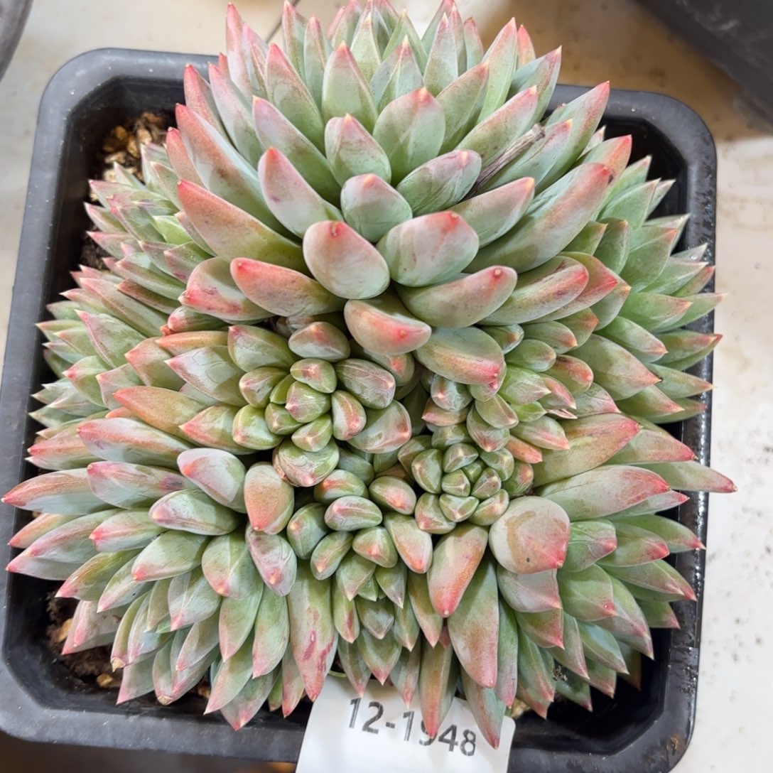 1948红蛋美人多肉植物