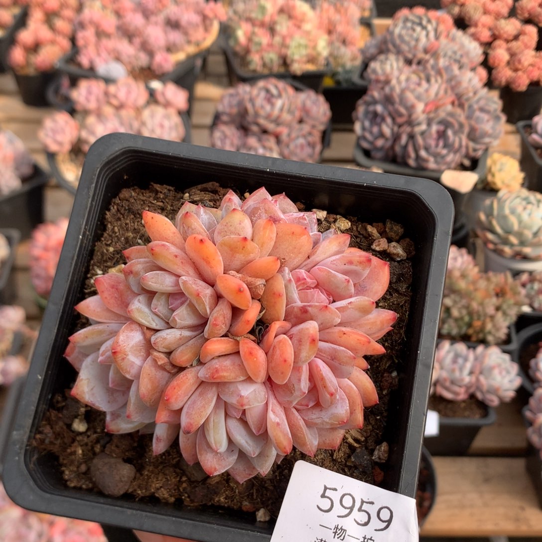 9.5厘米有砍七头雪天使  朵朵 5959