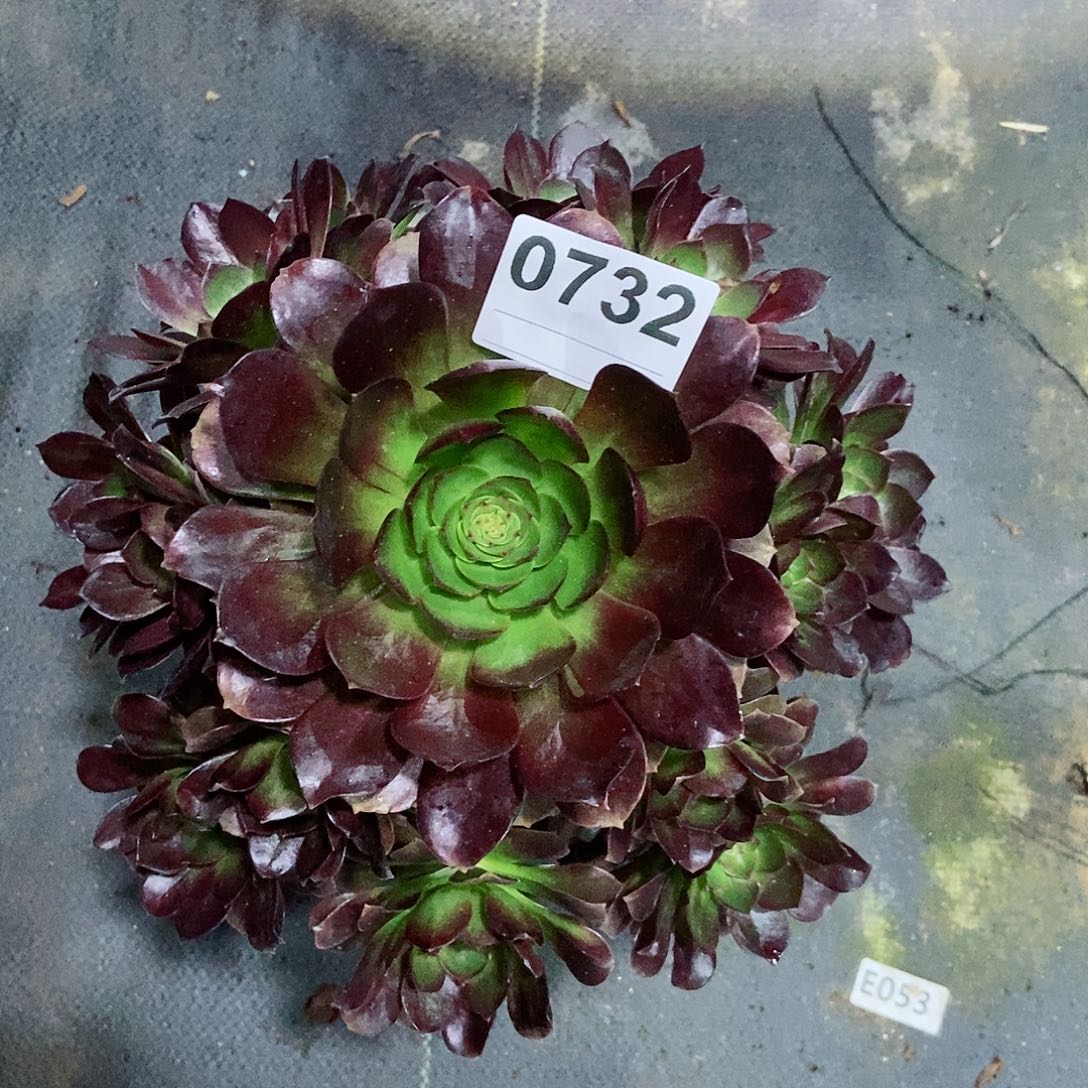 红陶0732赤焰莲3多肉