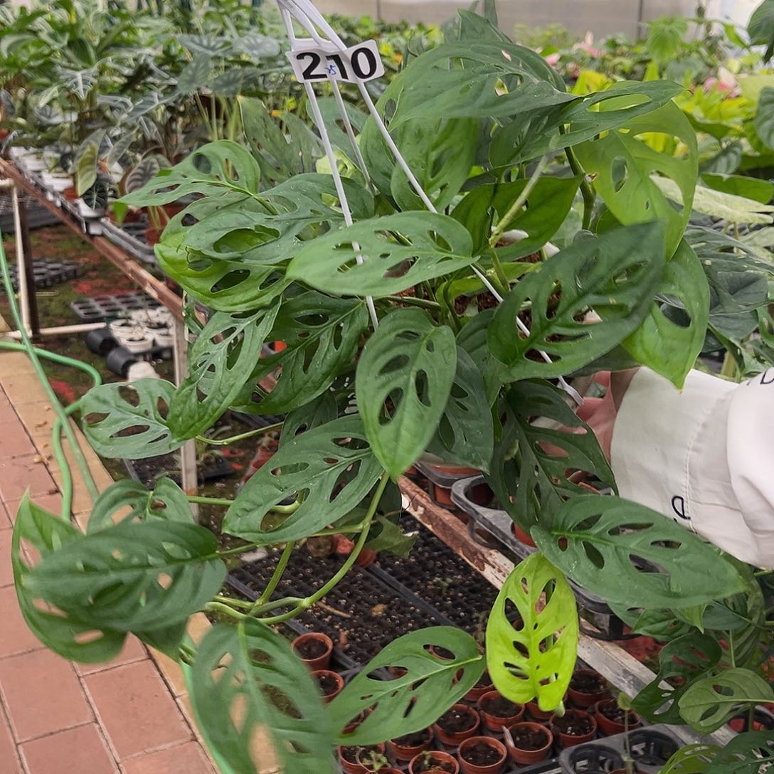 完全开放210米歇尔。