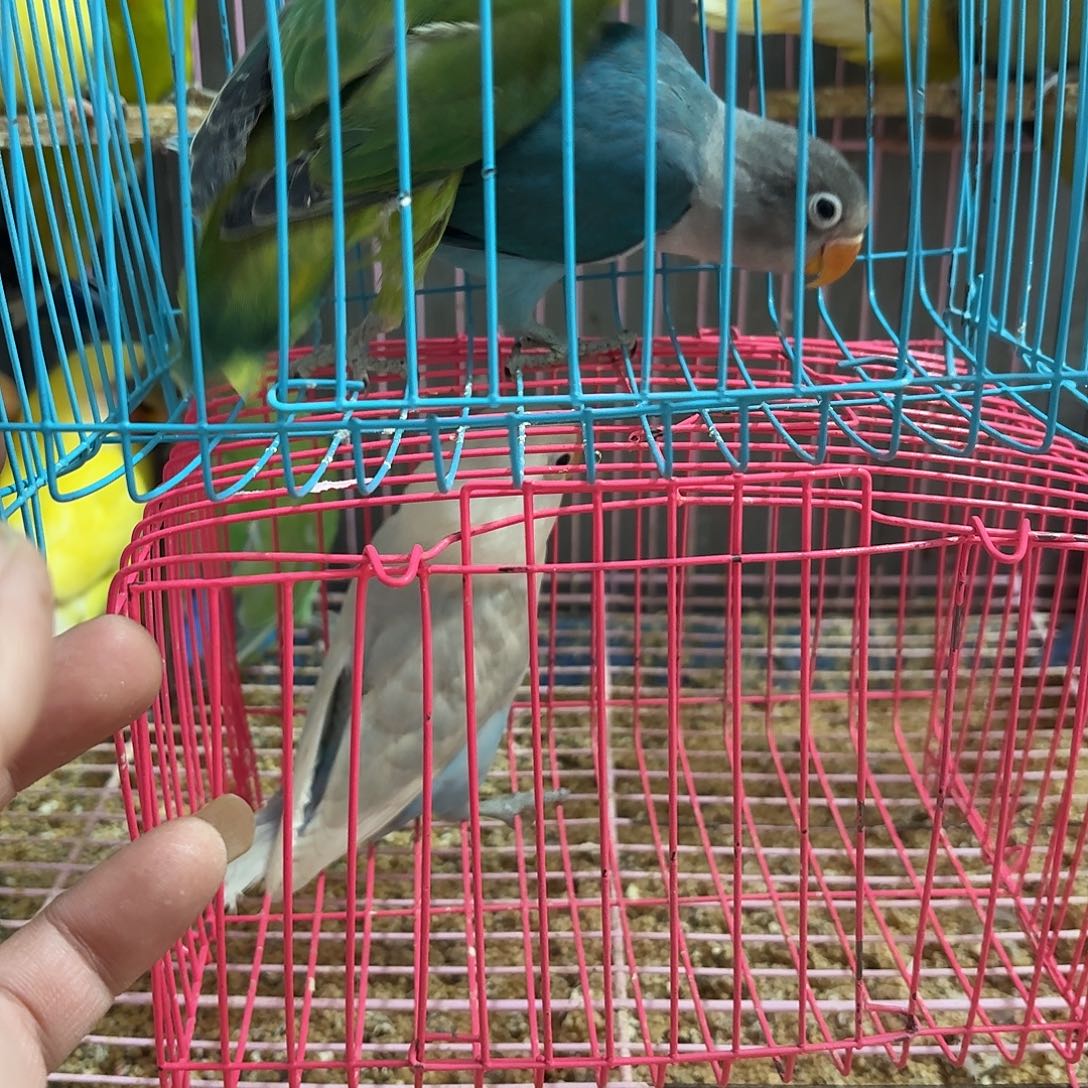 琳****桃脸牡丹鹦鹉绿黑头➕普兰