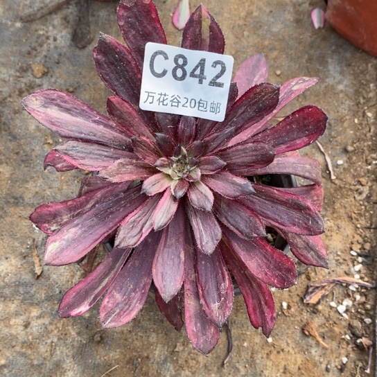 842繁花多肉植物