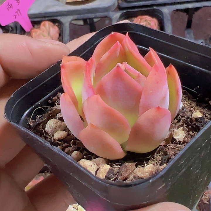 绮罗精品多肉植物大战