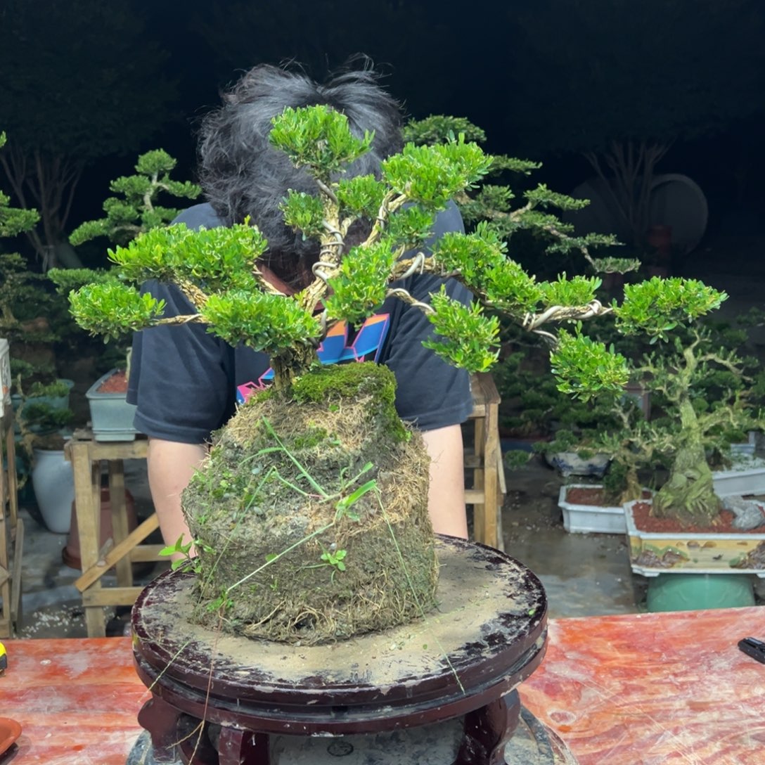 无花朵广东皱皮雀舌黄杨