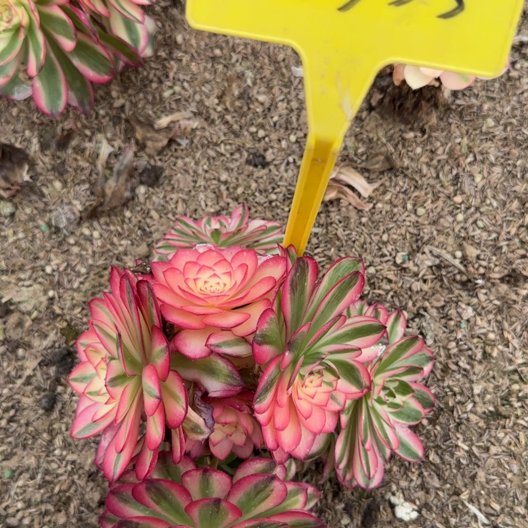 5+355+-+多头多肉植物