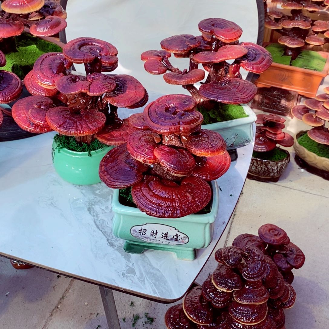 香***相无花朵发财树发财致富财富财富智慧