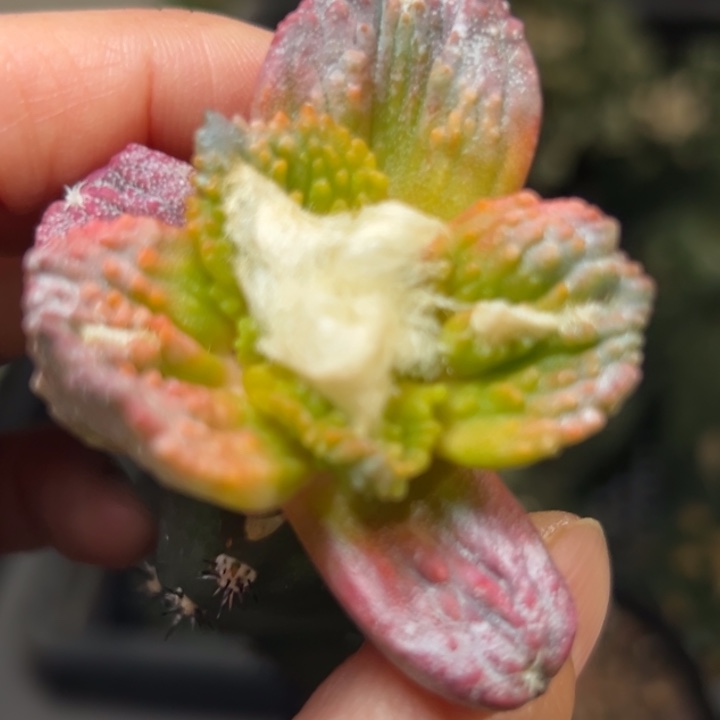 141 仙人球的故事