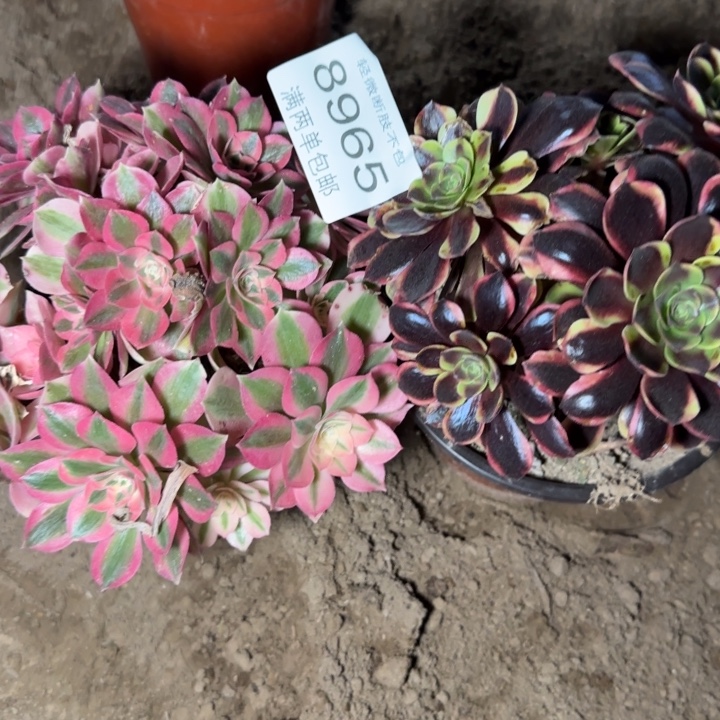 8965组合多肉植物