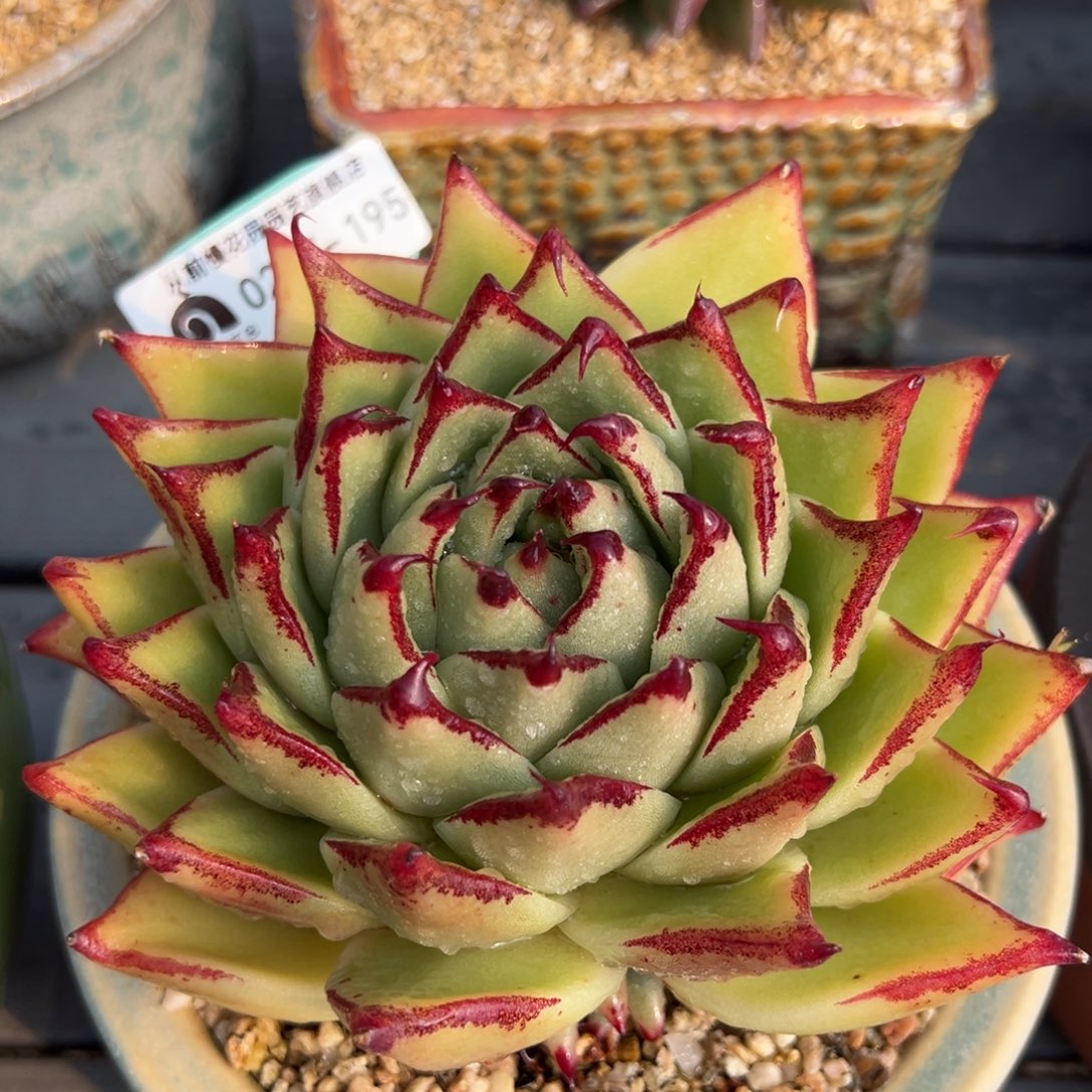 从前慢多肉精选编号0217.195