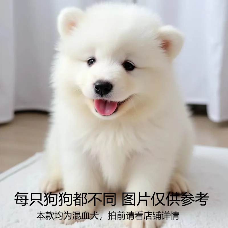 【小丽萌宠】活体狗狗萨摩耶土松金毛边牧直播链接