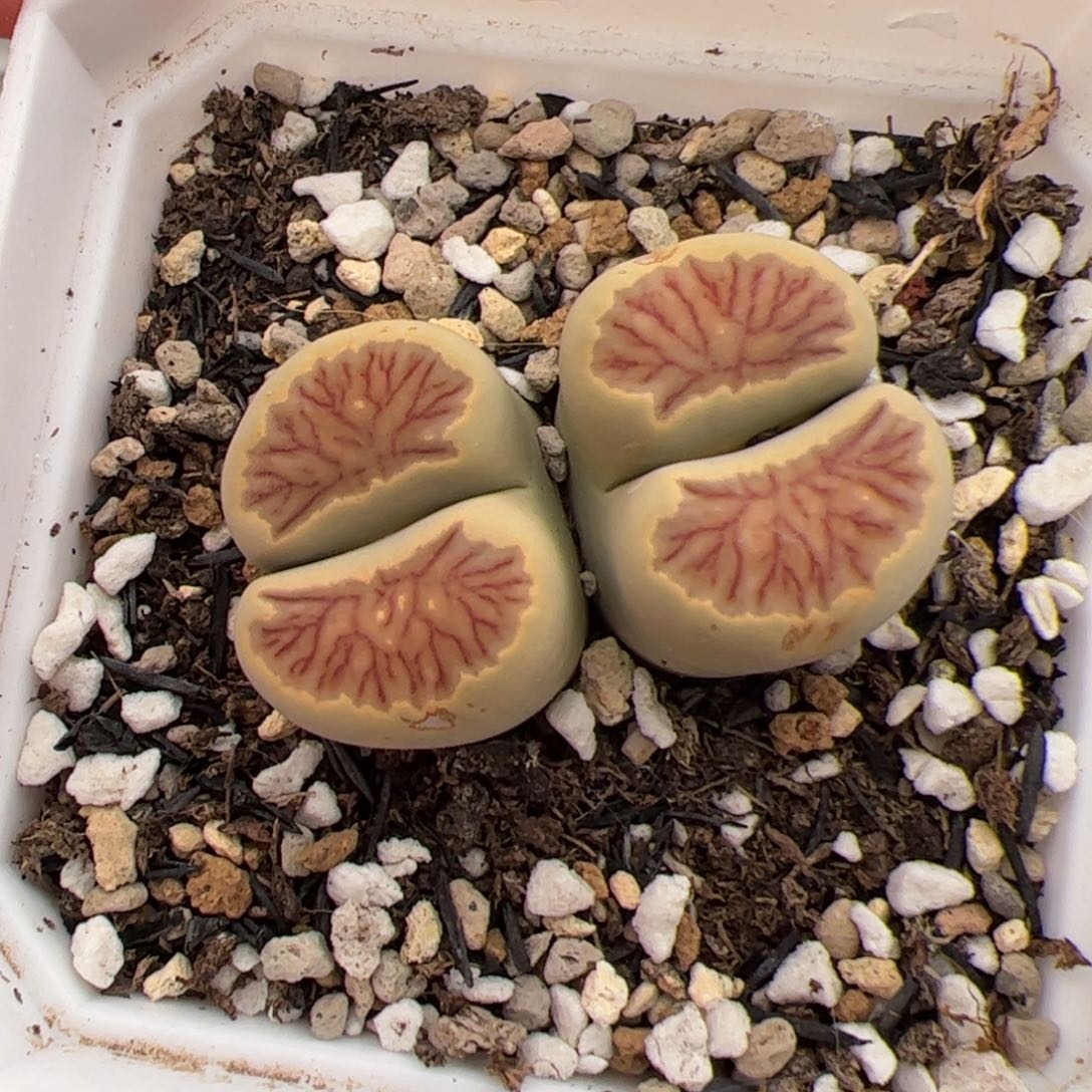 ぃ***迪0461号菊 多肉植物