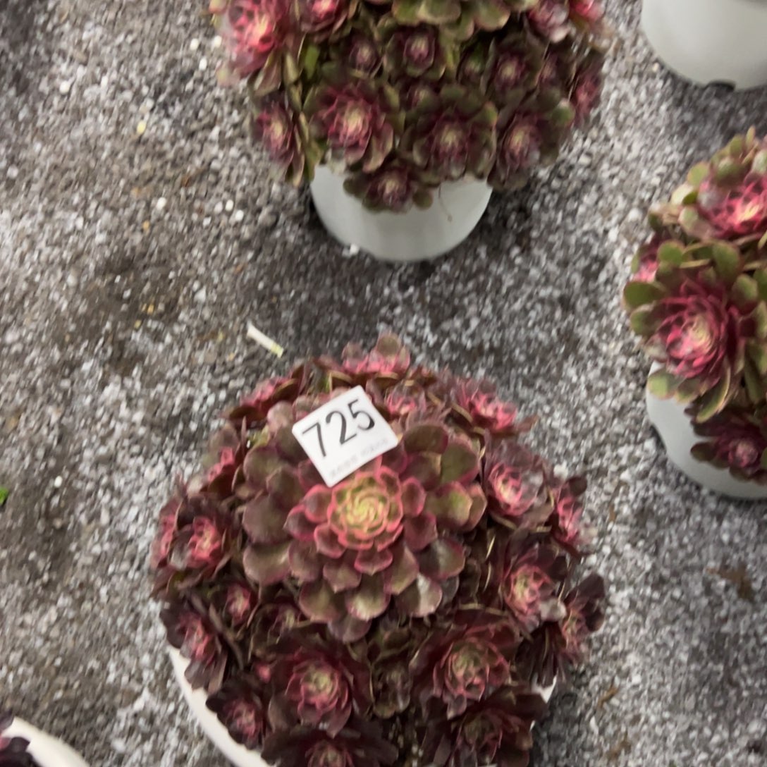 金***源我是真的很喜欢这个